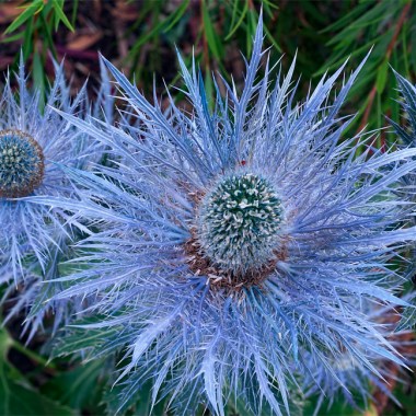 eryngium alpinum small